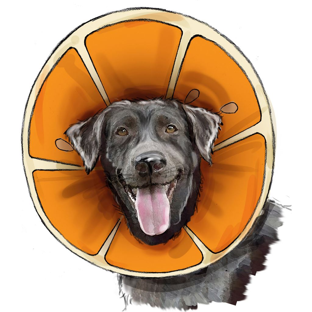 Simplicity Sewing Pattern S9582 Pet Elizabethan Collars by Carla Reiss 9582 Image 4 From Patternsandplains.com