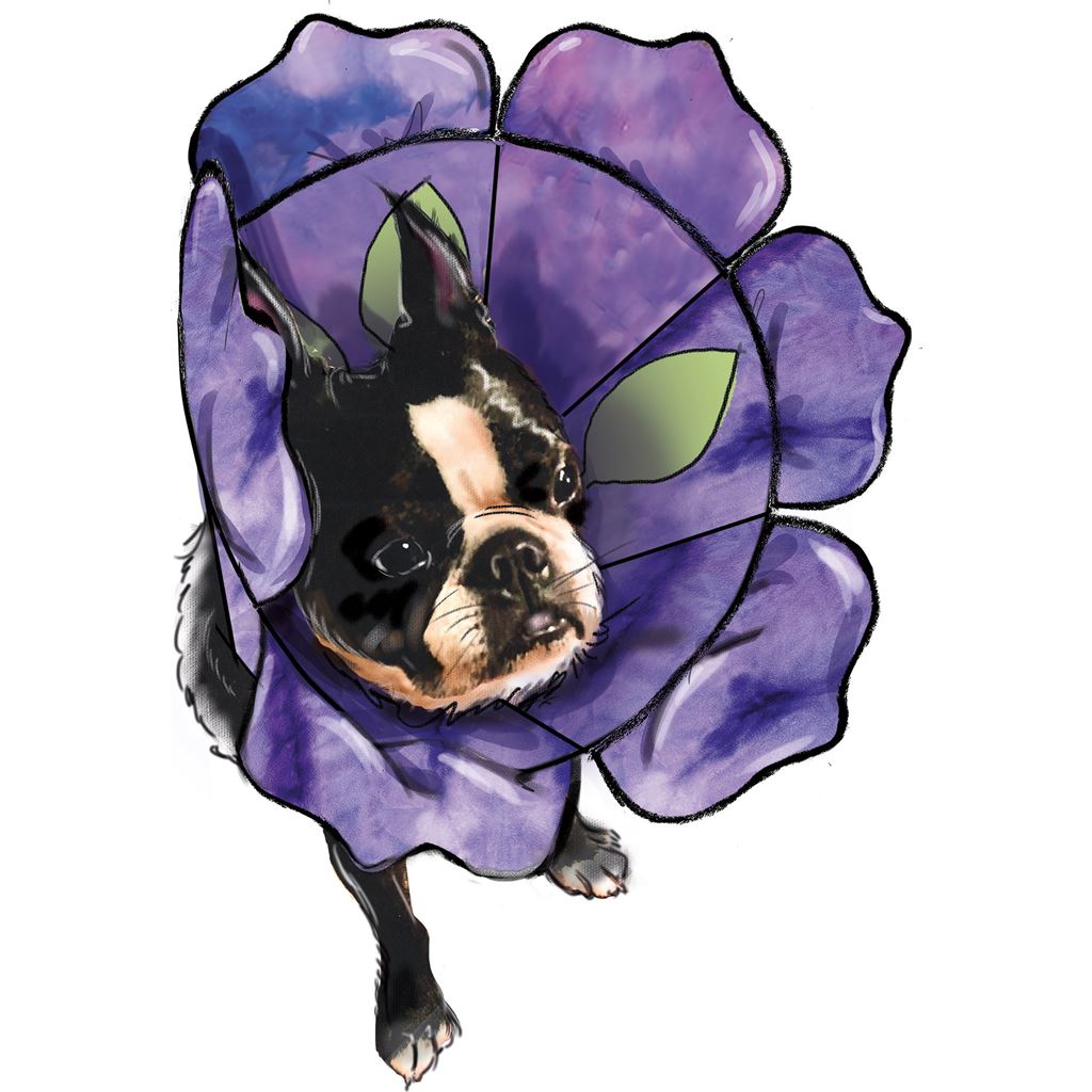 Simplicity Sewing Pattern S9582 Pet Elizabethan Collars by Carla Reiss 9582 Image 6 From Patternsandplains.com